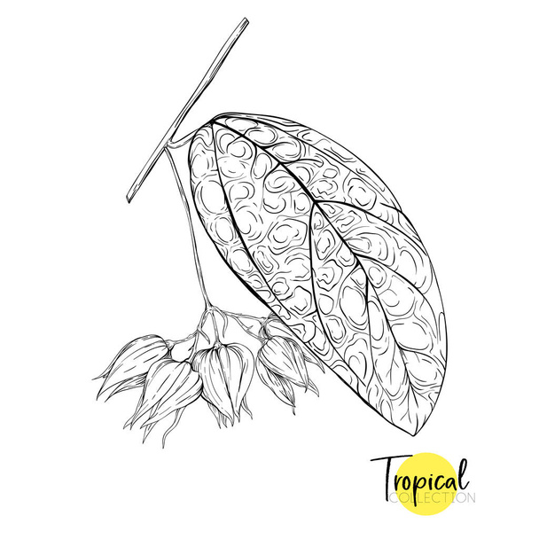 Tropical plant. Vector illustration in botanical style. Outline, graphic drawing.  Isolated on white background. - Vektör, Görsel