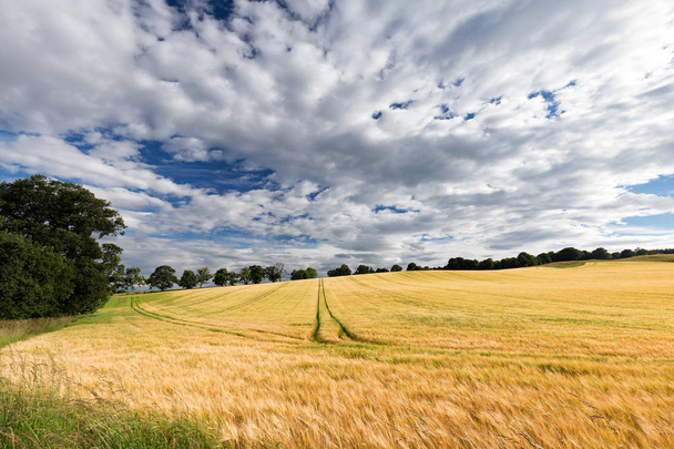 Nuvole drammatiche su un campo di grano dorato
 - Foto, immagini