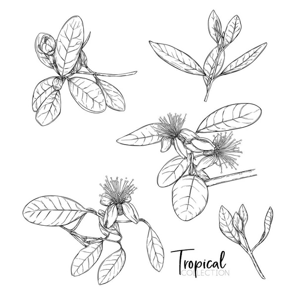 Tropical plant. Vector illustration in botanical style. - Vektori, kuva