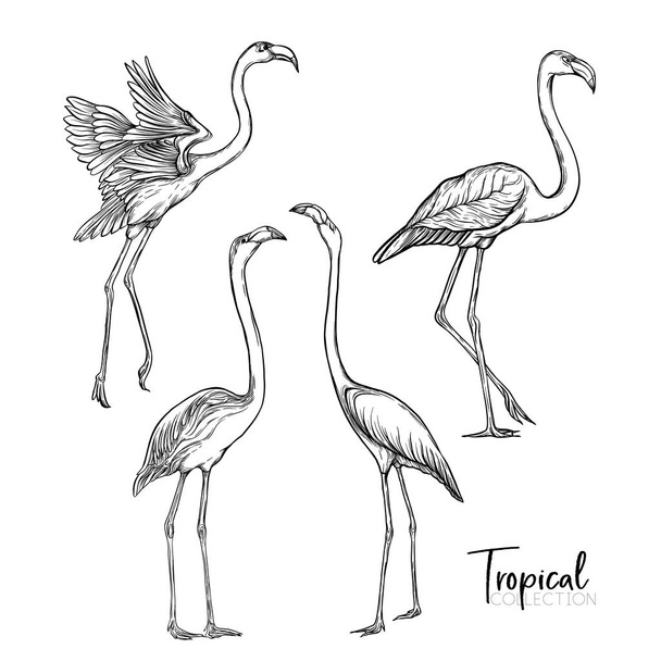 Tropical bird. Vector illustration. - Vektör, Görsel