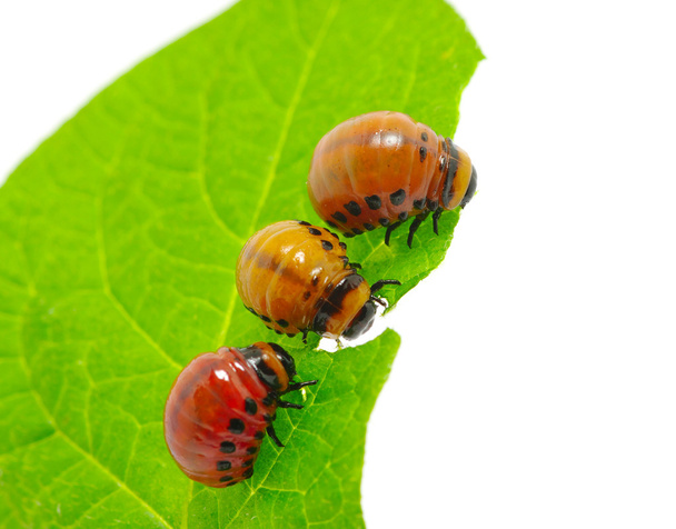 colorado beetle - Photo, Image