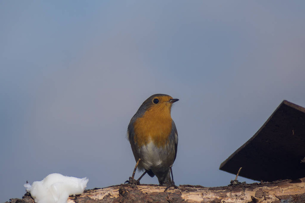 Robin eat to the manger - Photo, Image