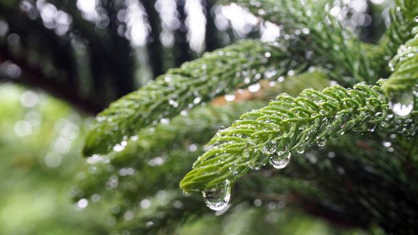 Araucariaceae that is soaked with rain. Araucariaceae are full of watery droplets of leaves. - Photo, Image