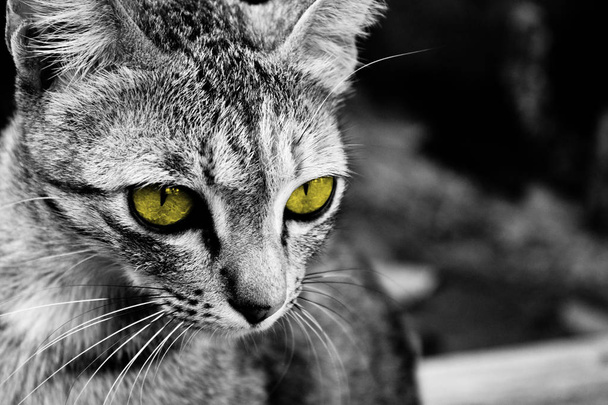 A yellow eyed cat stares into the distance in Bangkok, Thailand. - Photo, Image