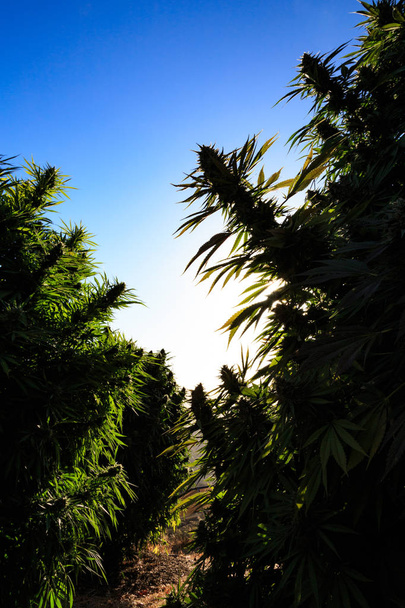 Lékařské marihuany s západ slunce v pozadí. - Fotografie, Obrázek