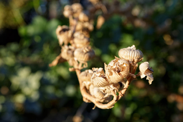 Сухий квіткових бутонів у горах, поблизу Монтерей, Каліфорнія.  - Фото, зображення
