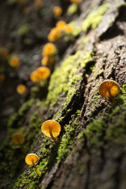 гриб и мох на дереве в лесу
. - Фото, изображение