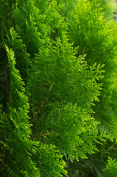 green leaves  of a tree in a garden. - Foto, Imagem