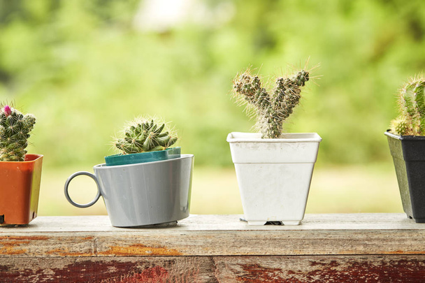 Cactus in vaso di plastica bianca sul tavolo mable di fronte alla casa con vista sul giardino sfocato sfondo strutturato
 - Foto, immagini