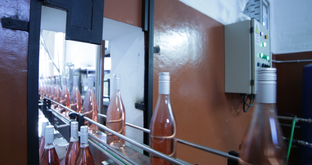 Ροζ μπουκάλια κρασιού διέρχεται μπάντα προς συσκευασία. Peolple επιλογή μπουκάλια. Ποτών, βιομηχανία παραγωγής. Γρήγορη και αποτελεσματική λύση. Μεντόζα - Πλάνα, βίντεο
