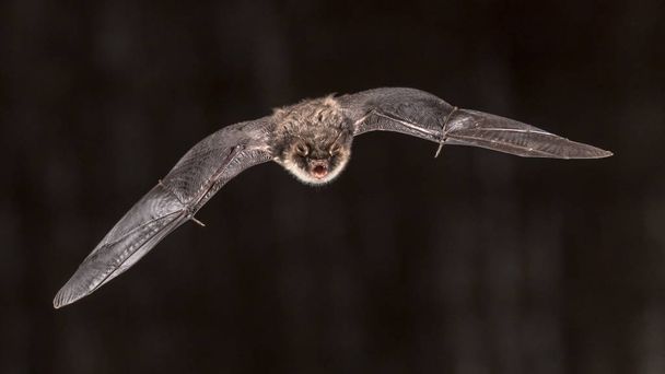 Male Natterer's bat (Myotis nattereri) in flight on church attic with distinctive white belly, on grey background - Photo, Image