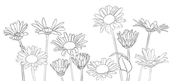 vector drawing daisy flowers - Vetor, Imagem