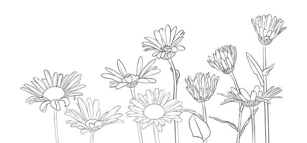 vector drawing daisy flowers - Вектор,изображение