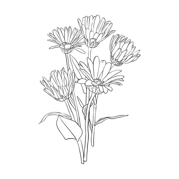 vector drawing poppy flowers - Vector, imagen
