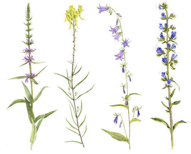 Set of watercolor flowers and plants - Valokuva, kuva
