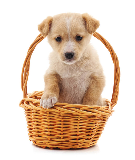 Puppy in a basket isolated on a white background. - Photo, image