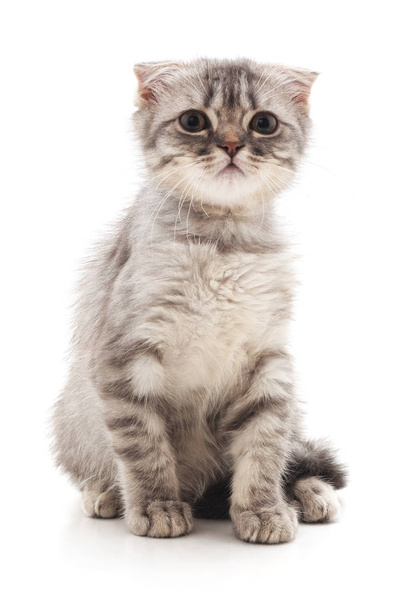 One little kitten isolated on a white background. - Fotó, kép