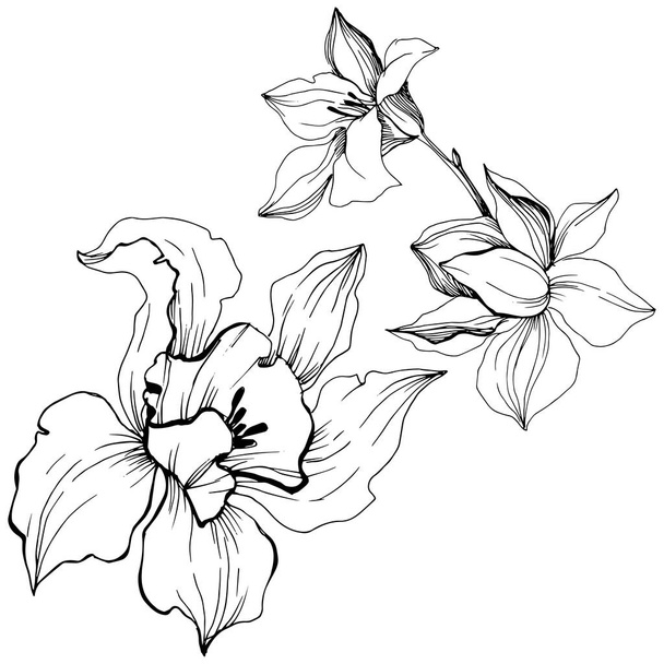 Vektor tropische Orchideenblume. Blütenbotanische Blume. isoliertes Illustrationselement. Vektorwildblume für Hintergrund, Textur, Wrappermuster, Rahmen oder Rahmen. - Vektor, Bild