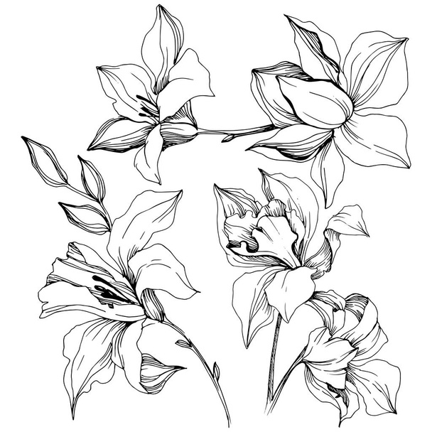 Vector tropical orchid flower. Floral botanical flower. Isolated illustration element. Vector wildflower for background, texture, wrapper pattern, frame or border. - Vektor, Bild
