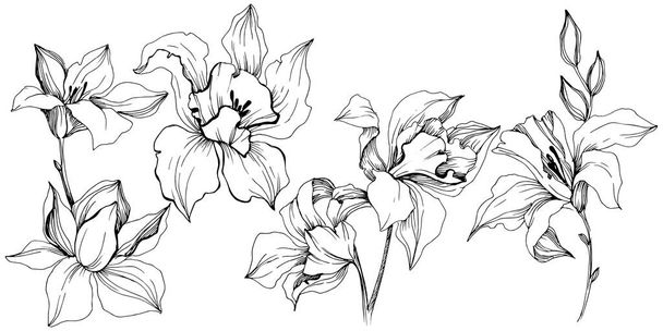 Vektor tropických orchidejí květ. Květinové botanické květin. Izolované ilustrace prvek. Wildflower vektorové pozadí, textura, souhrnný vzorek, rám nebo ohraničení. - Vektor, obrázek