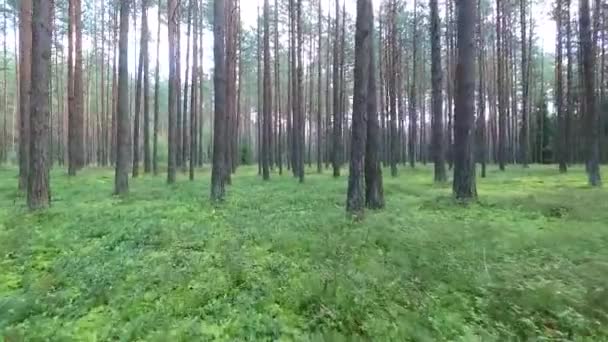 Az erdei fák között repülés - Felvétel, videó
