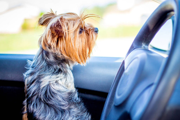 Little dog of breed Yorkshire Terrier in a car near the helm - Foto, imagen