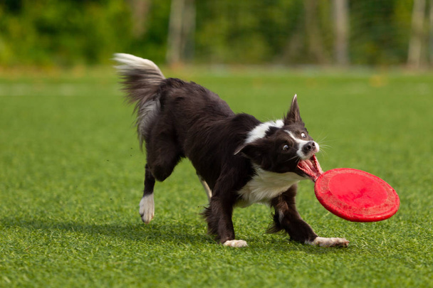Border collie catches the disc, playing in Frisbee. Summer day. Natural light. - Φωτογραφία, εικόνα