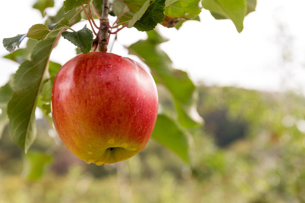 新鮮なリンゴの木をクローズ アップ - 写真・画像