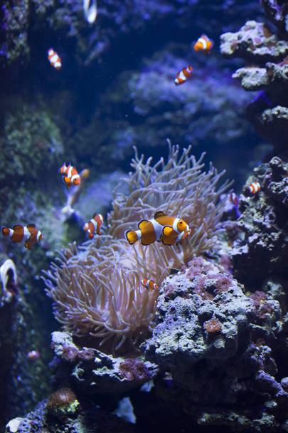 värikkäitä kaloja koralliriutalla
 - Valokuva, kuva