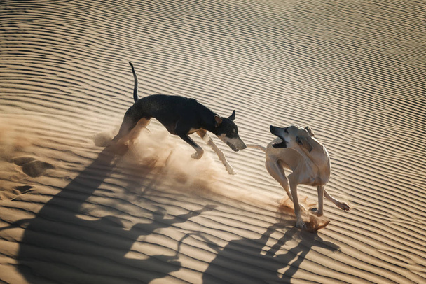Two Sloughi dogs (Arabian greyhound) play in the sand dunes in the Sahara desert of Morocco.  - Photo, Image