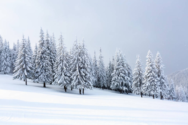 Sul prato coperto di neve i bei alberi sono in piedi versato con fiocchi di neve in gelida giornata invernale
.    - Foto, immagini