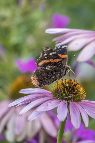 Vanessa atalanta, the red admiral or previously, the red admirable,medium-sized butterfly with black wings, orange bands, and white spots.  - Photo, Image