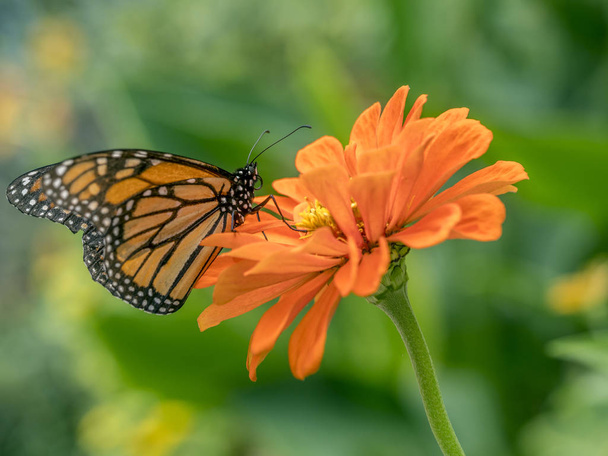  monarch butterfly (Danaus plexippus) is a milkweed butterfly (subfamily Danainae) in the family Nymphalidae - Photo, Image