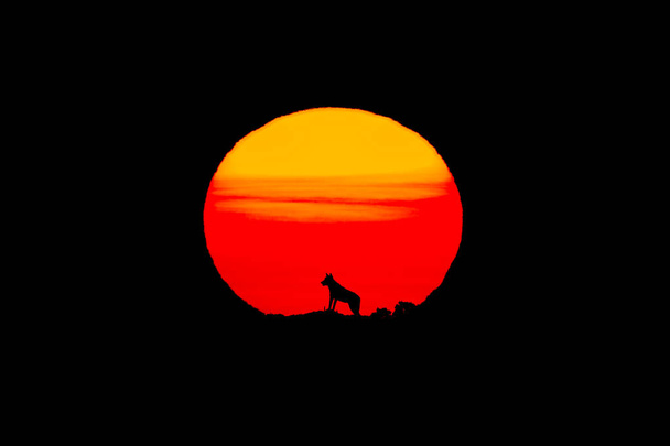 Kloonattu iberialainen susi valtavalla auringolla auringon noustessa
 - Valokuva, kuva