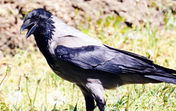 Carrion crow corvus corone bird in Chisinau central park, Moldova - Photo, Image