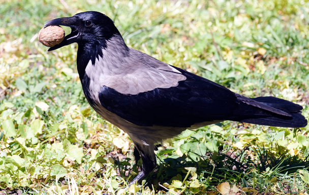 Carrion Crow Corvus corone bird with walnut in Chisinau central park, Moldova
 - Фото, изображение