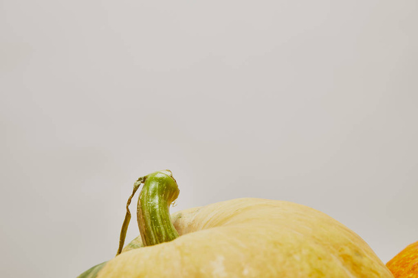 close up of ripe pumpkins isolated on white - Valokuva, kuva