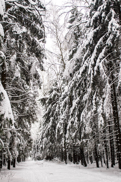Beau sentier au milieu de la forêt d'épinettes. Paysage hivernal
. - Photo, image