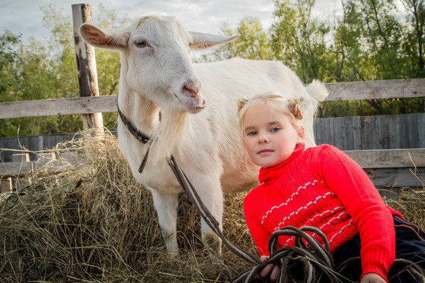 A little beautiful girl in a barnyard walks with a goat, Helps to care for Pets. - Zdjęcie, obraz