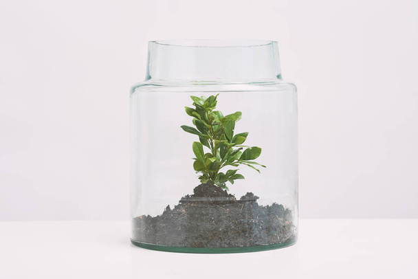 Pianta coltivata in vaso di vetro, isolata su bianco
 - Foto, immagini