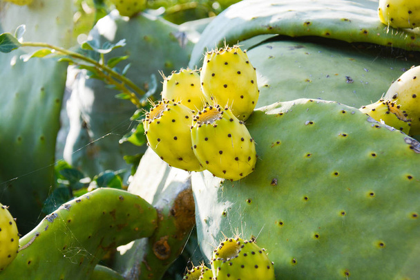 pistelevät päärynät Sisilian luonnonvaraiset hedelmät
 - Valokuva, kuva
