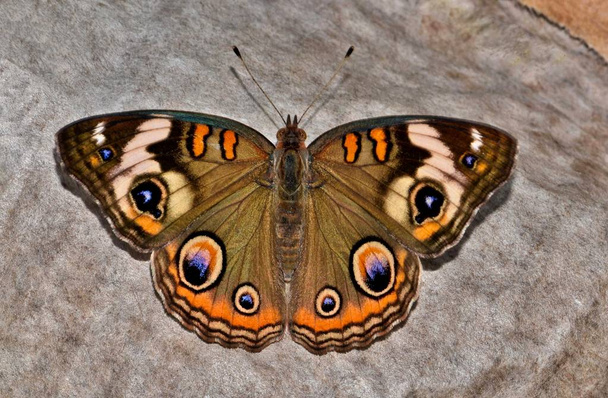 Een gemeenschappelijk Buckeye vlinder (Junonia coenia) in rust op de grond op een stuk papier van de afgedankte met zijn vleugels open. - Foto, afbeelding