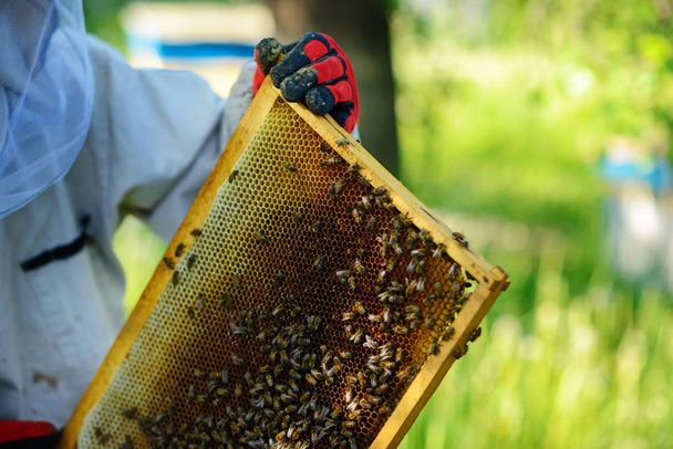 The beekeeper takes the frame with honeycomb from the hive. - Photo, Image