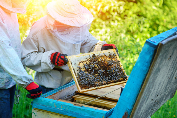 Dos apicultores trabajan en un colmenar. Verano
. - Foto, Imagen