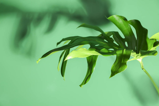 Fresh tropical leaf on color background - Valokuva, kuva