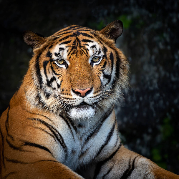 Portrait of standing adult Indochinese tiger outdoors. (Panthera tigris corbetti) in the natural habitat, wild dangerous animal in the natural habitat, in Thailand. - Фото, зображення