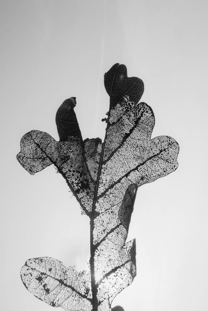Σκελετός από φύλλο βελανιδιάς στον ουρανό - Φωτογραφία, εικόνα