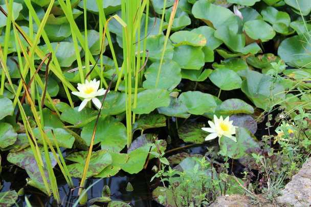 Beautiful lotus flowers growing in the pond on sunny summer day. Natural floral background. - Photo, Image