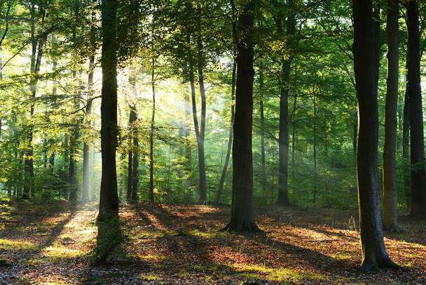 Beautiful autumn forest with morning sunshine - Photo, Image