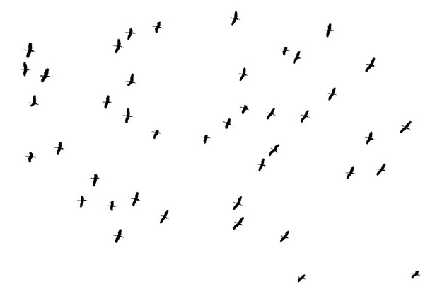 Flying birds isolated on white. Asian openbill. Migratory bird. - Photo, Image